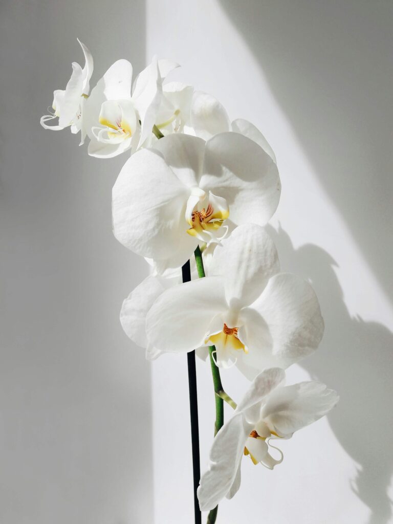 A white orchid. Representing HSPs & how women's issues therapy in NYC, NY can help! Contact me today to get started with a therapist for women.