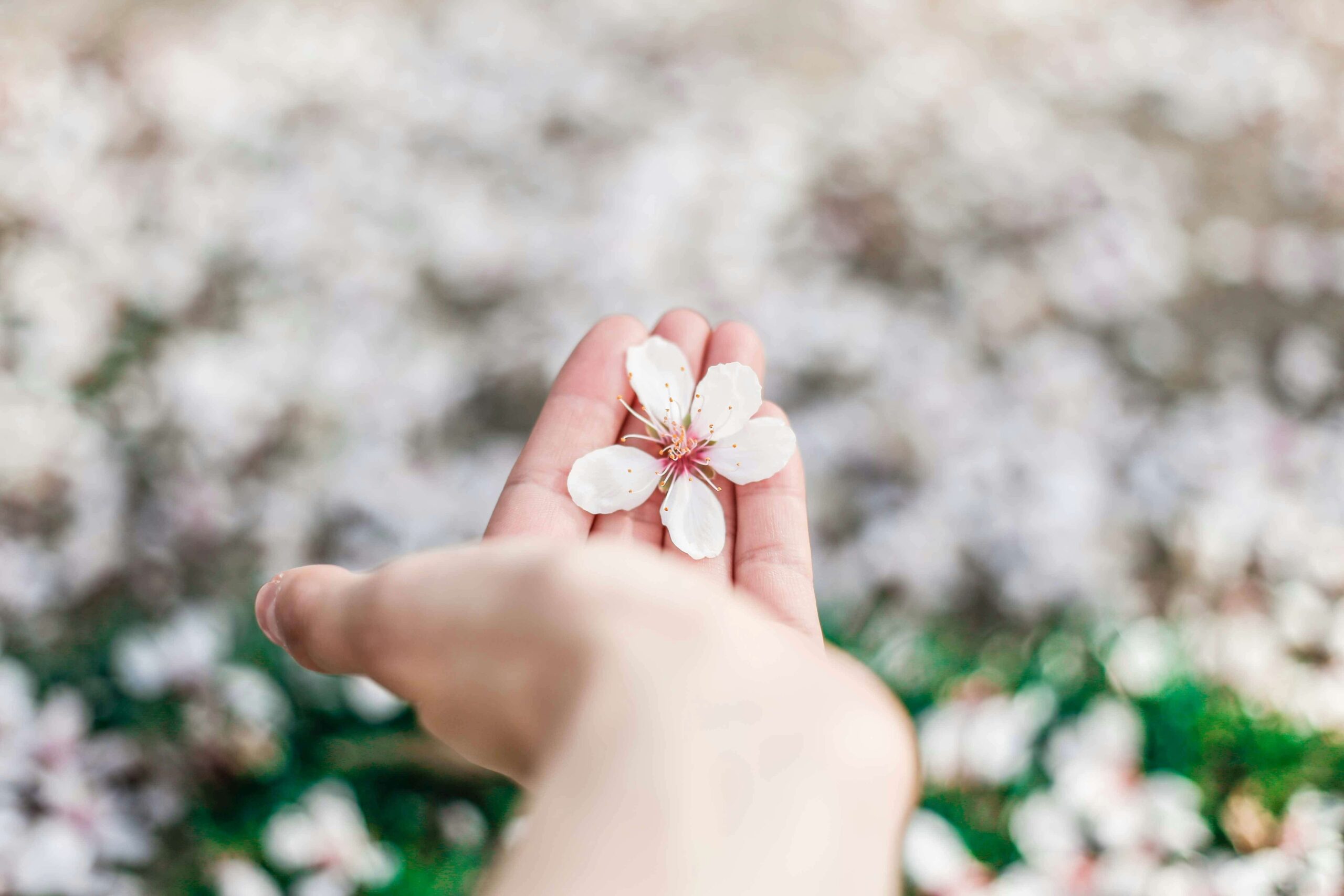 A woman holding a pink & white flower in her palm. With a women's issues therapist in NYC, NY, you can learn how to manage your sensitive traits! Get the help you deserve in therapy for women.